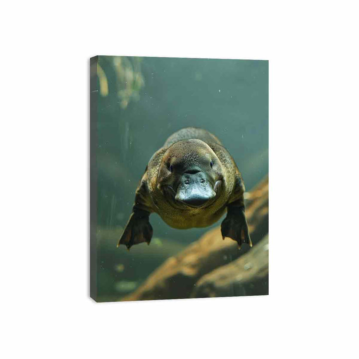 Platypus Canvas Print