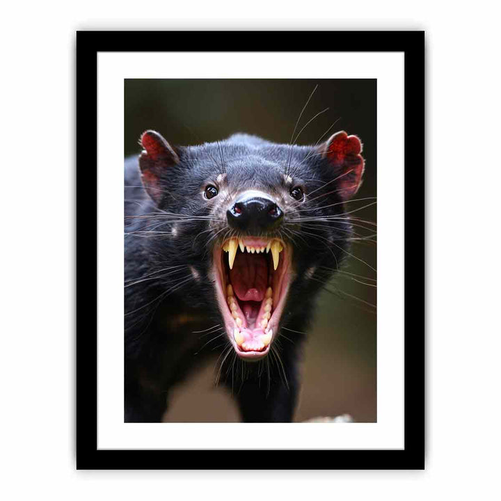 Tasmanian Devil  Art Print