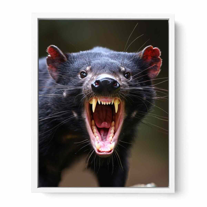 Tasmanian Devil Framed Print