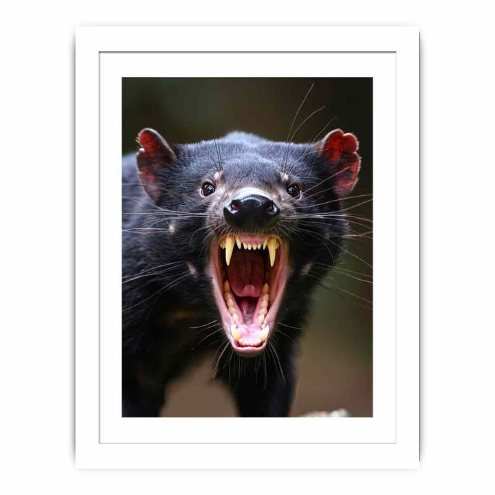 Tasmanian Devil Streched canvas