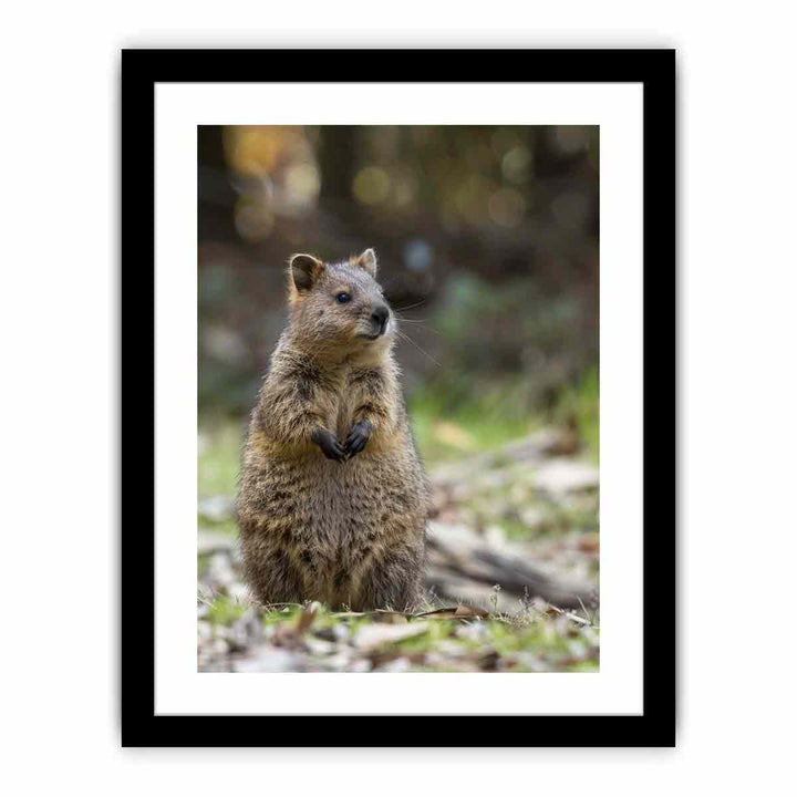 Quokka  Art Print