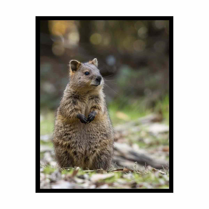 Quokka  Painting