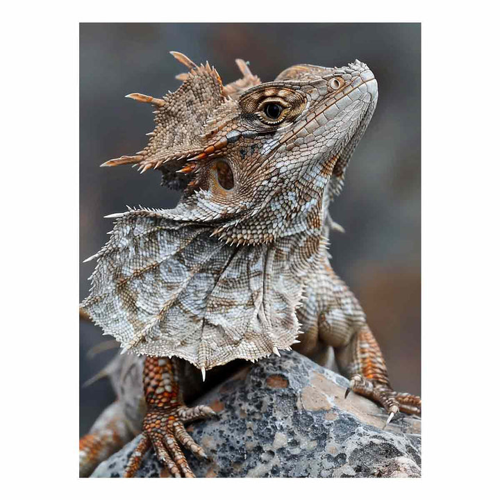 Frilled Neck Lizard