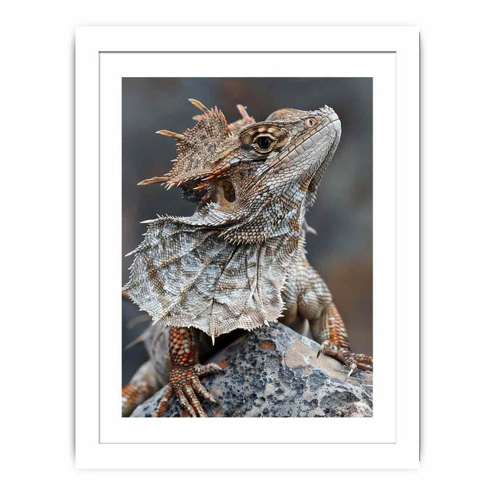 Frilled Neck Lizard Streched canvas