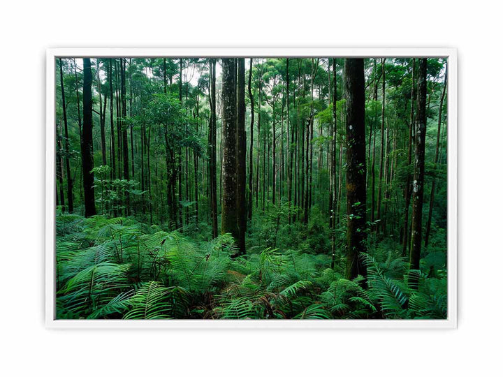 Rainforest Framed Print