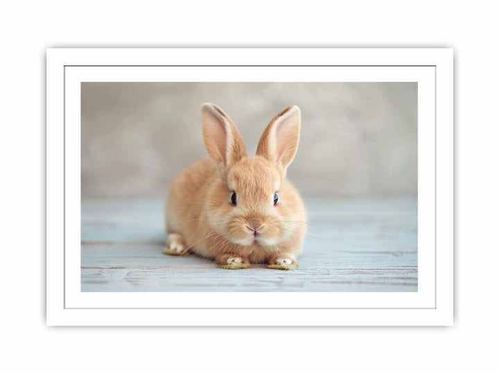 Cute Rabbit Streched canvas