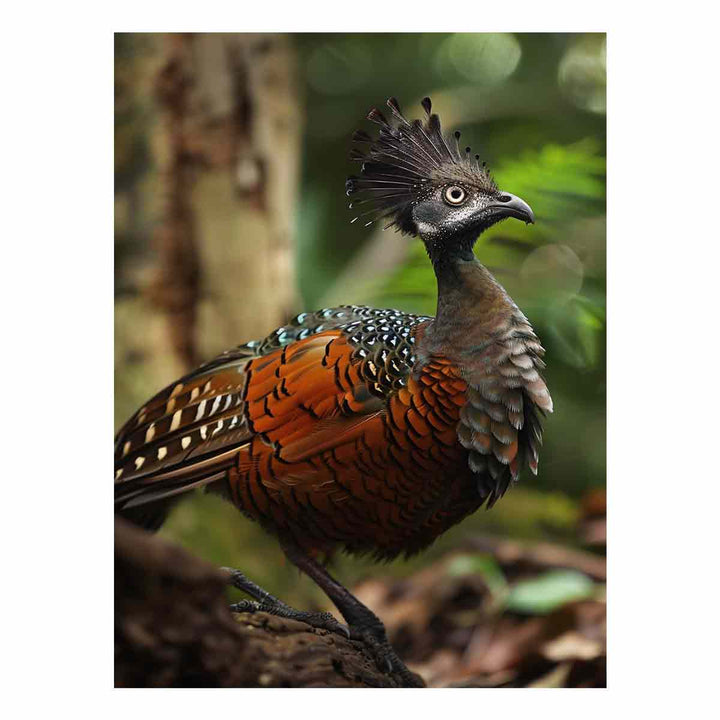 Lyrebird