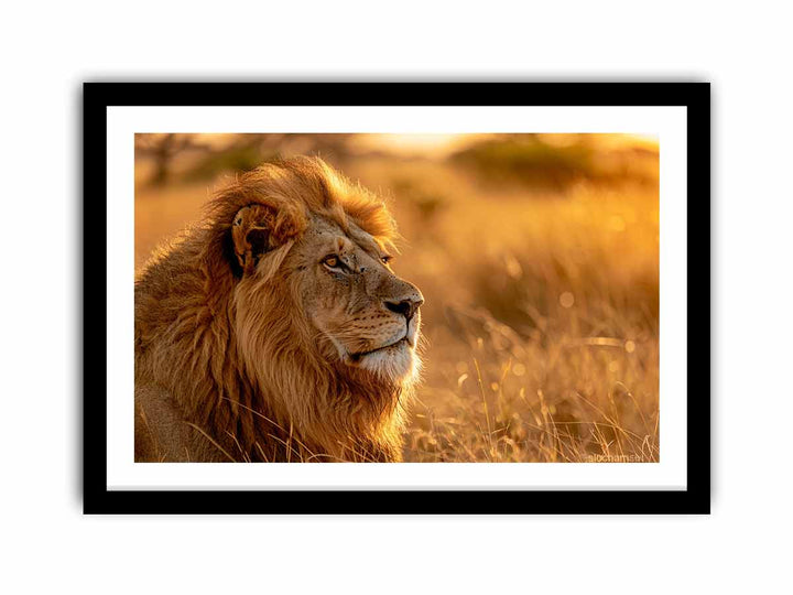 Lion Portrait   Art Print