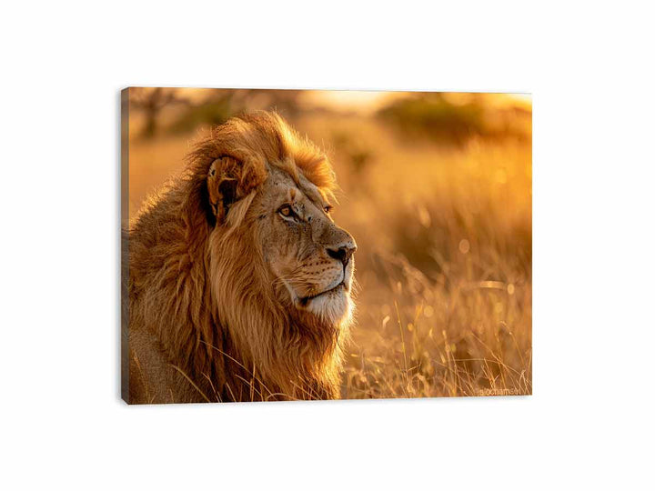 Lion Portrait  Canvas Print