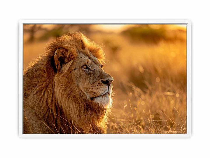 Lion Portrait  Framed Print