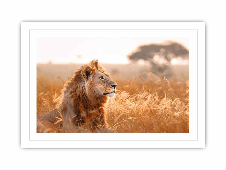 Lion Portrait  Streched canvas