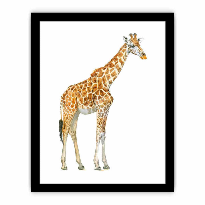 Baby Zebra  Art Print