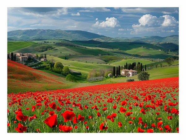 Field Of Poppies